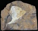 Fossil Ginkgo Leaf From North Dakota - Paleocene #29060-1